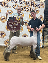 Reserve Champion Market Lamb
Dripping Springs Fall Classic (TX)